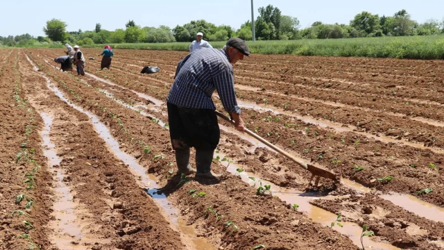 Tarımsal destek ödemesi hesaplara yatırıldı