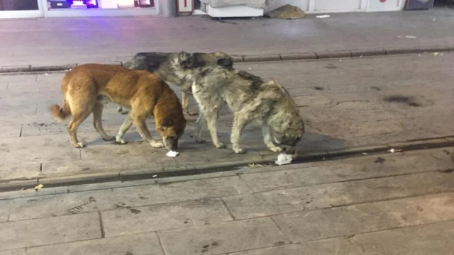 Başıboş sokak köpekleri bir çocuğu daha ağır yaraladı