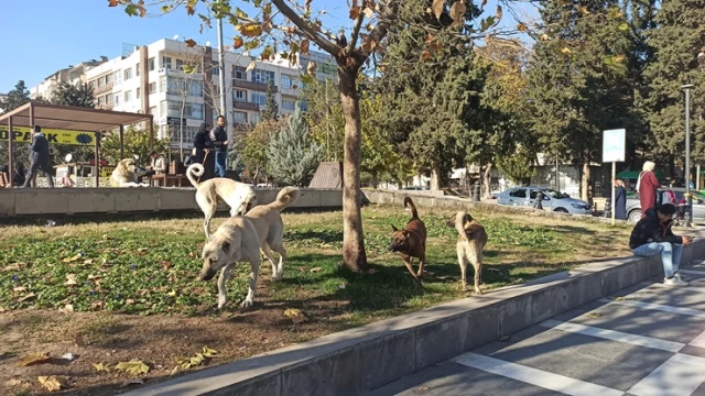 Diyarbakır'da sokak köpekleri 5 yaşındaki bir çocuğa saldırdı