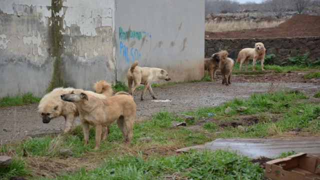 Şanlıurfa'da bir vatandaş, sokak köpeğinin saldırısına uğradı