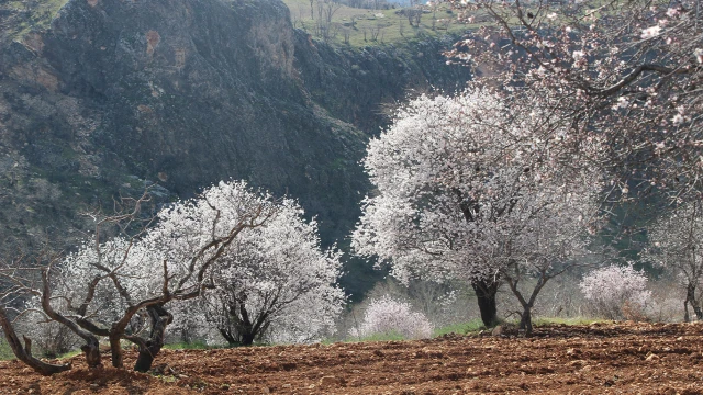 Bahar erken geldi