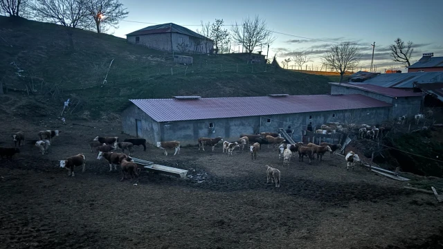 Ahır mühürlendi hayvanlar dışarıda kaldı