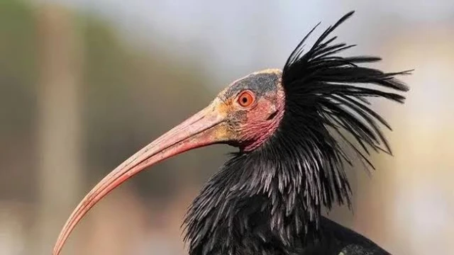 Nesli tükenmekte olan Kelaynak kuşları için güvenlik tedbiri