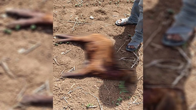 Başıboş köpekler küçükbaş hayvanlara saldırdı