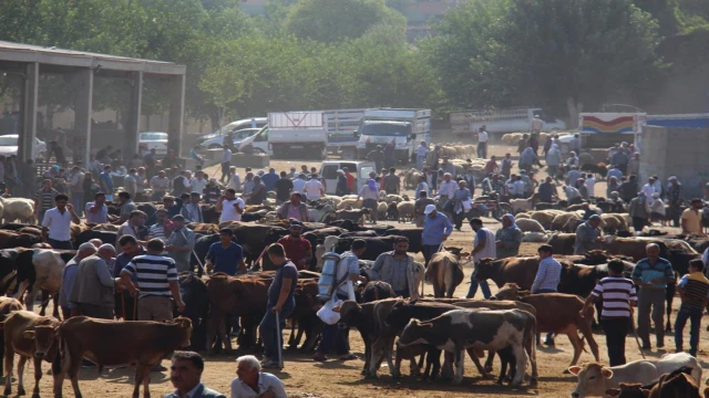 Diyarbakır'da kurban satış ve kesim yerleri netleşti