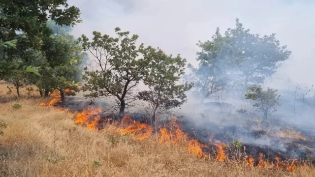 Manisa'da orman yangını