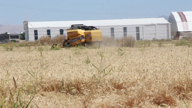 Mardin'de çiftçiler: Açıklanan hububat fiyatları bizi hayal kırıklığına uğrattı