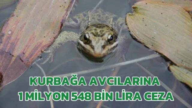 Kurbağa avcılarına 1 Milyon 548 bin lira ceza!